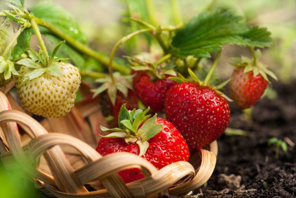 strawberries plant